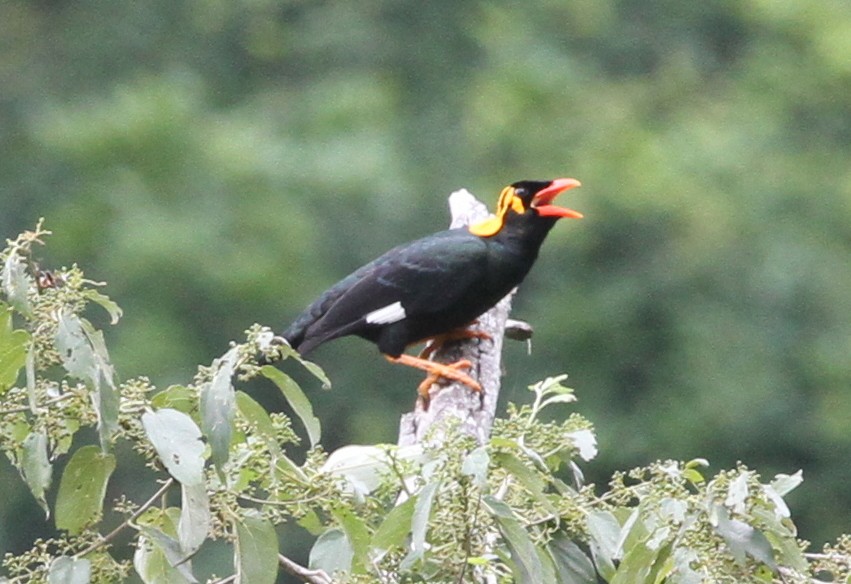 Tenggara Hill Myna
