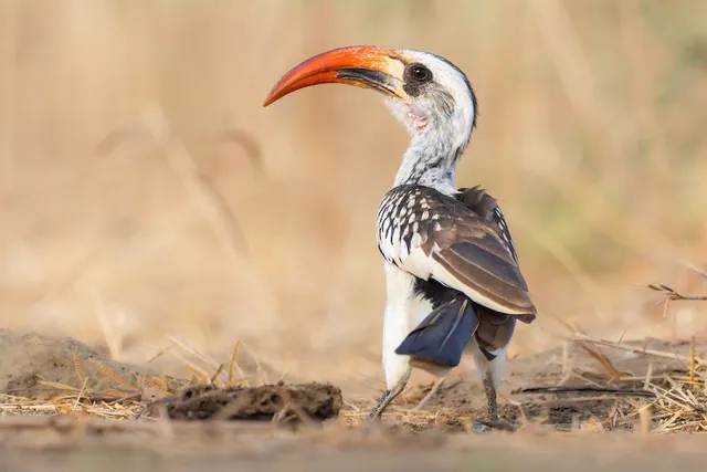 Western Red-billed Hornbill