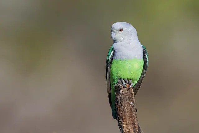 Gray-headed Lovebird