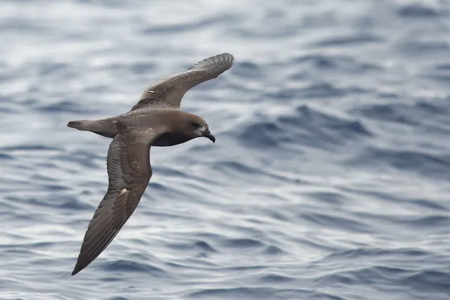 Providence Petrel
