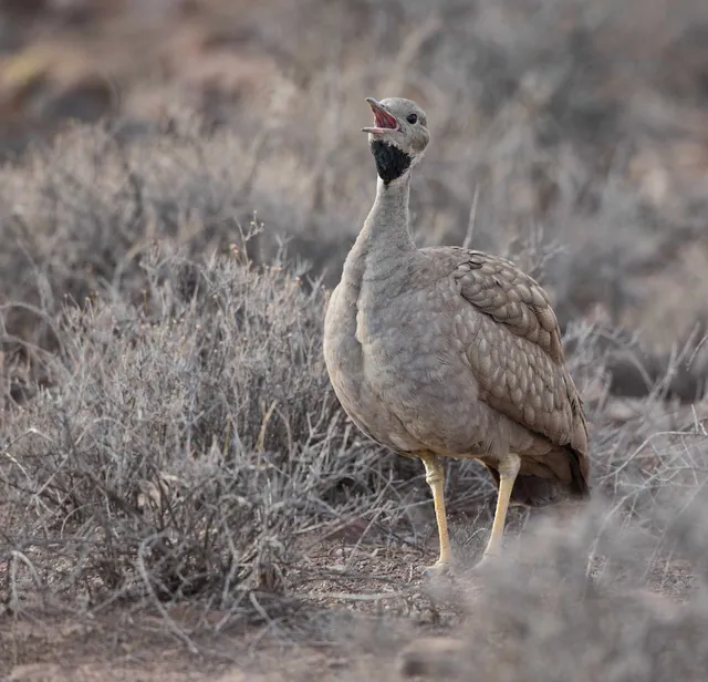 Karoo Bustard