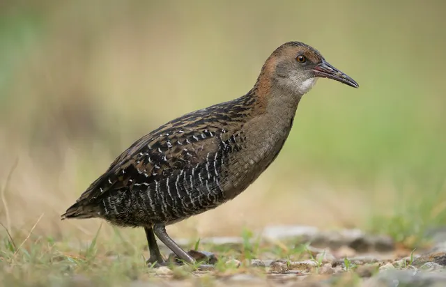 Lewin's Rail