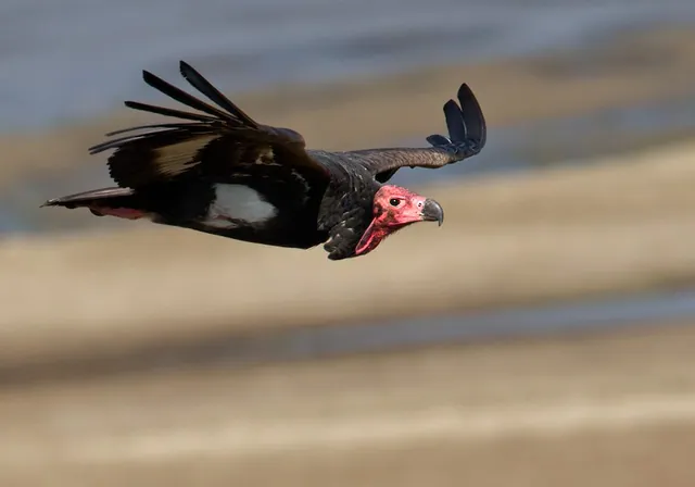 Red-headed Vulture