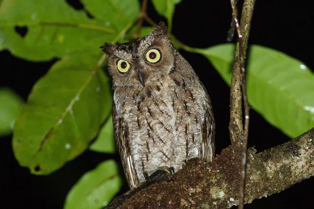 Moluccan Scops-Owl