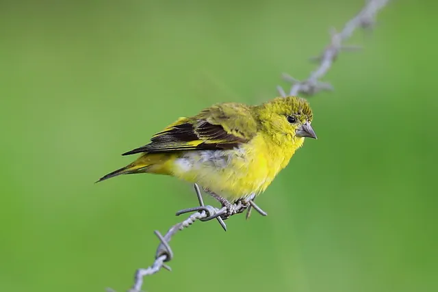 Yellow-faced Siskin