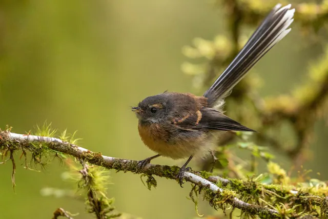 New Zealand Fantail