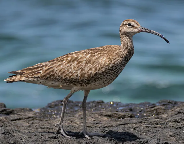 Eurasian Whimbrel