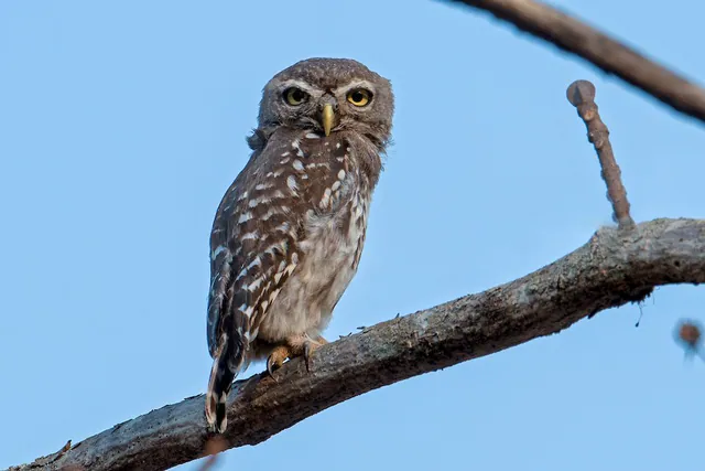 Forest Owlet