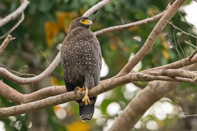 Andaman Serpent-Eagle