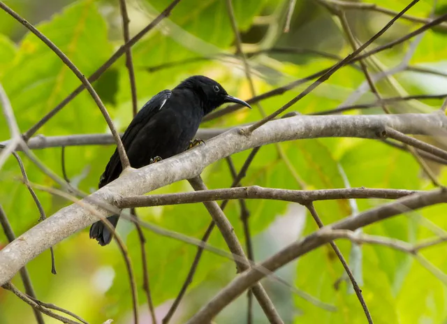 Papuan Black Myzomela