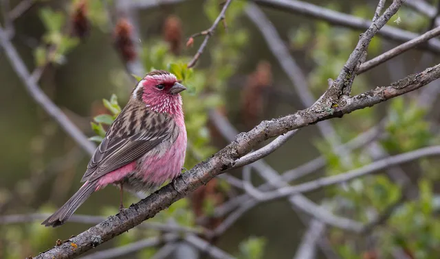 Chinese White-browed Rosefinch