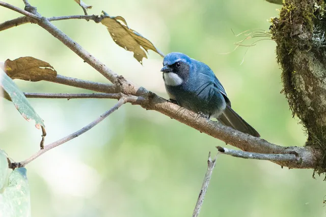 Dwarf Jay