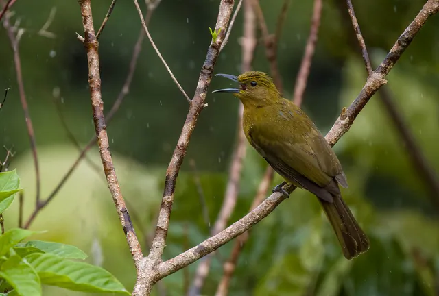 Yellowish Bulbul