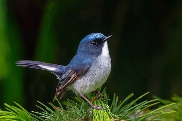 Slaty-blue Flycatcher