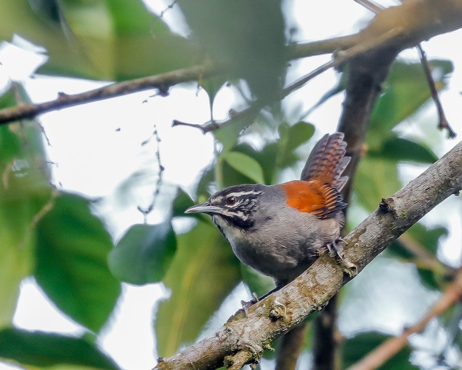 Whiskered Wren