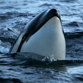 Marine Mammals And Fish Of Lofoten And Vesterålen, Heike Vester