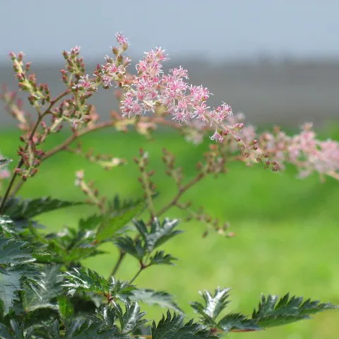 Astilbe simplicifolia — photograph