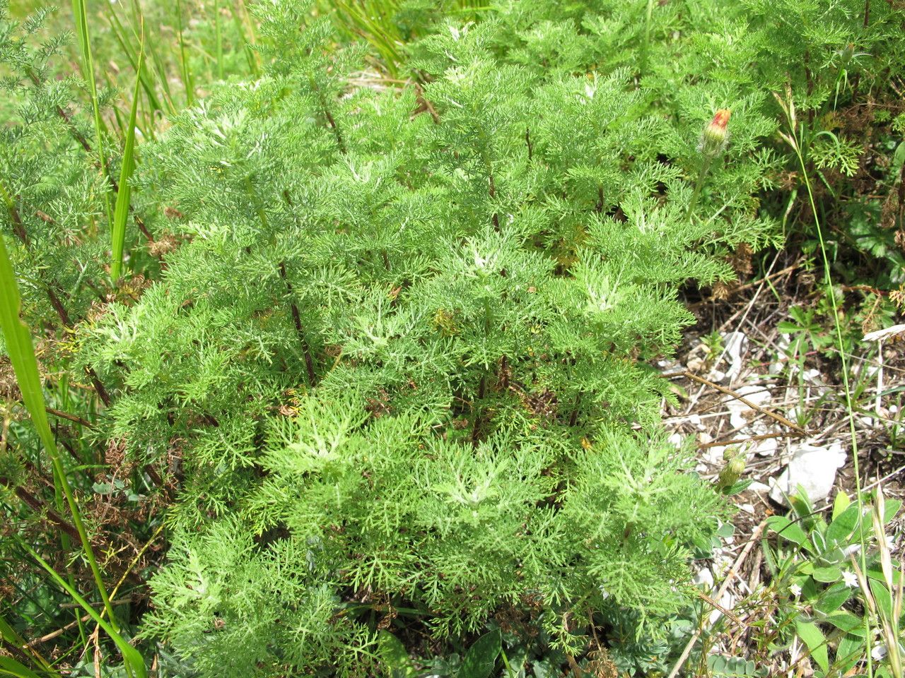 Artemisia chamaemelifolia — photograph