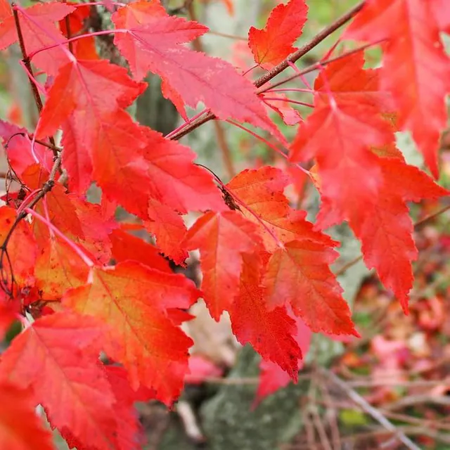 Acer ginnala — photograph