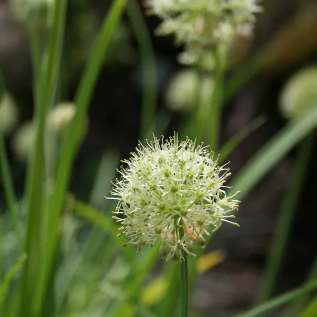 Allium hookeri — photograph