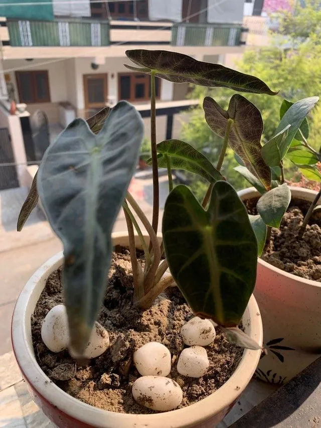 Alocasia longiloba — photograph