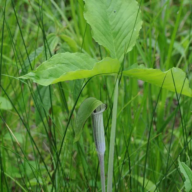 Arisaema triphyllum — photograph