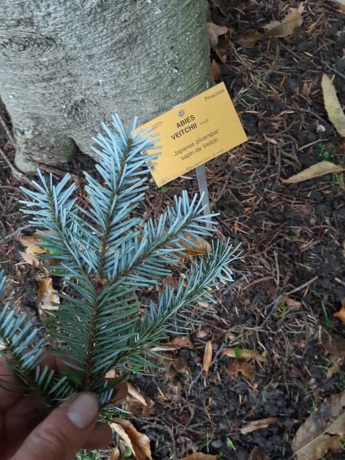 Abies veitchii — photograph