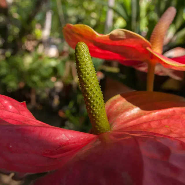 Anthurium crassinervium — photograph