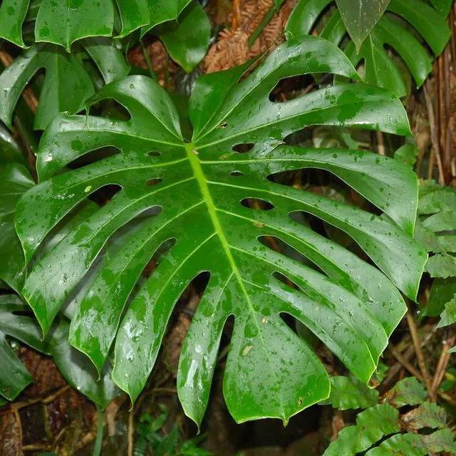 Swiss cheese plant