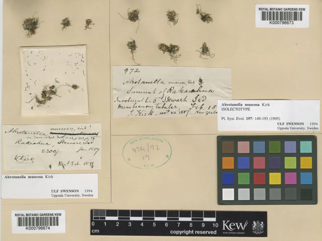 Abrotanella muscosa — photograph
