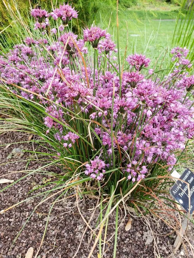 Allium thunbergii — photograph