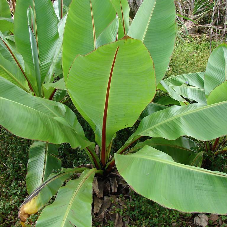 Ensete ventricosum — photograph