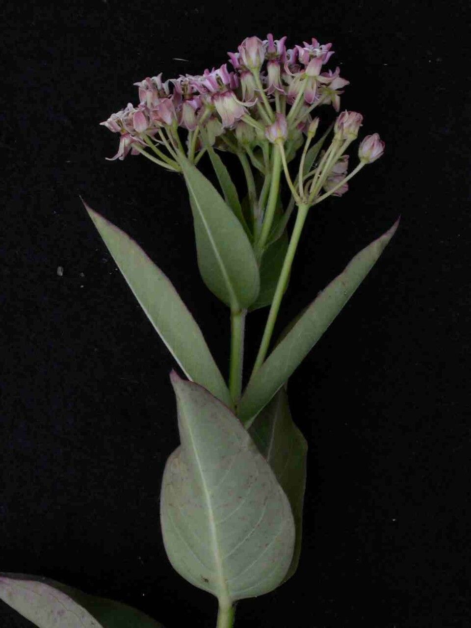Asclepias mellodora — photograph