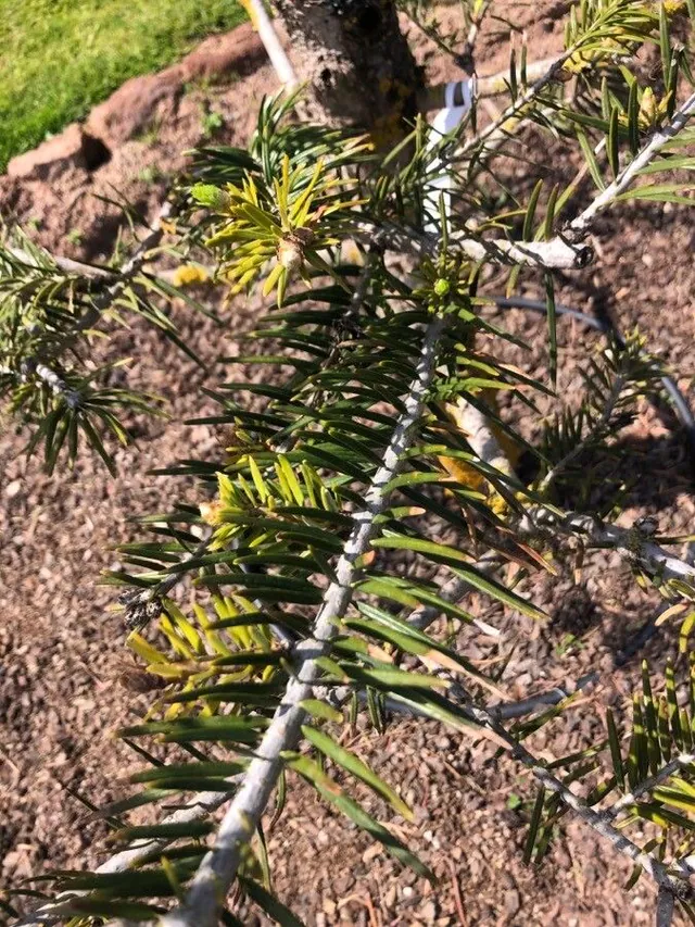 Abies recurvata — photograph