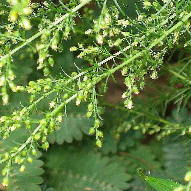 Artemisia capillaris — photograph