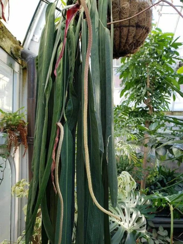 Anthurium wendlingeri — photograph