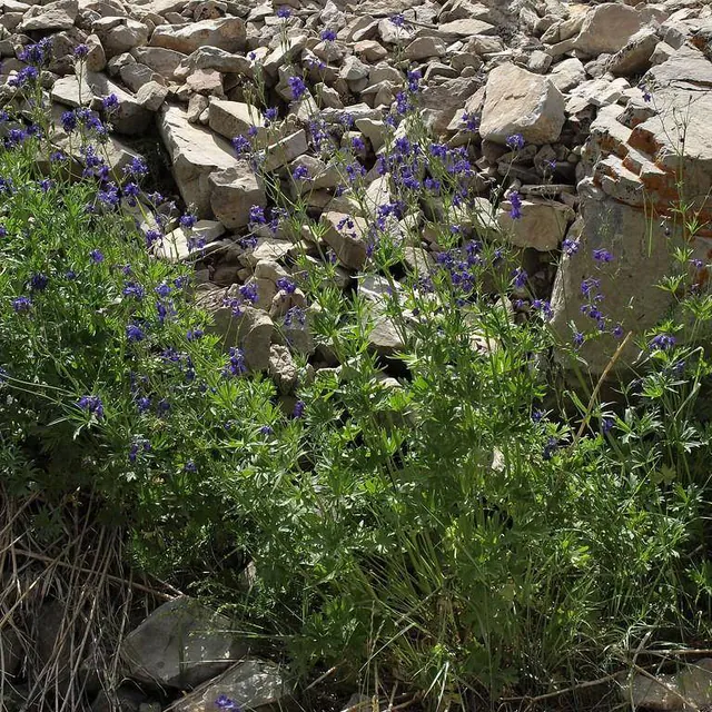 Artemisia dracunculus — photograph