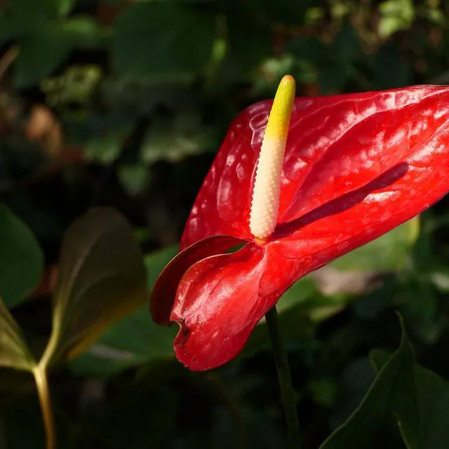 Anthurium andraeanum — photograph