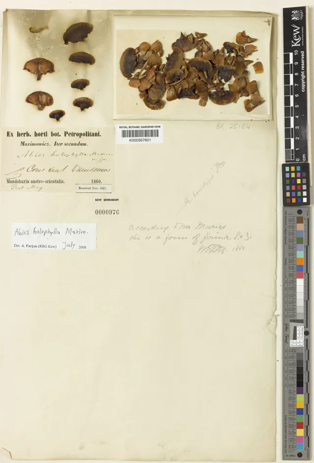 Abies holophylla — photograph