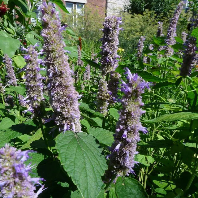 Agastache foeniculum — photograph