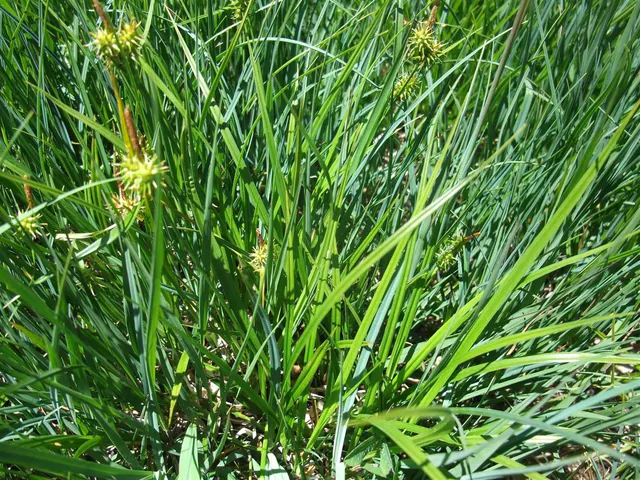 Carex flava — photograph