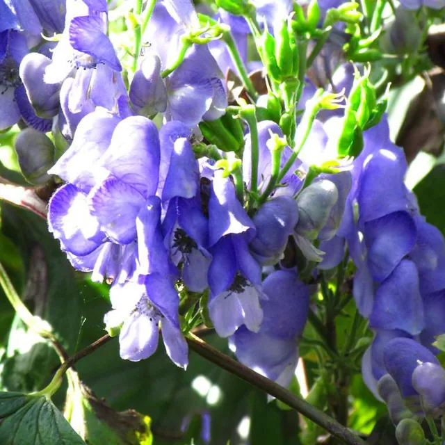 Aconitum hemsleyanum — photograph