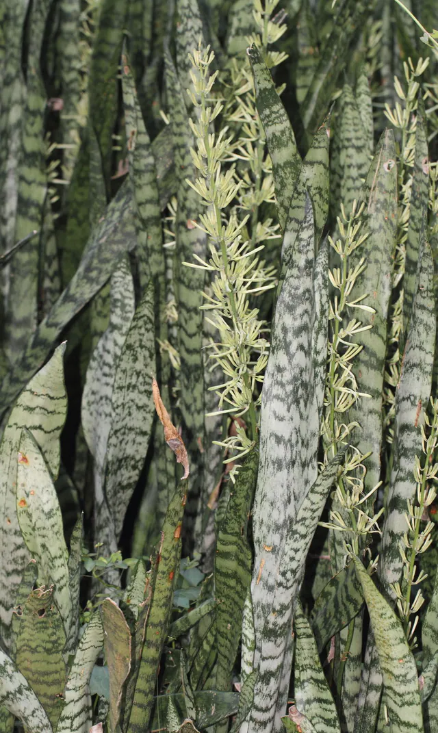 Dracaena trifasciata