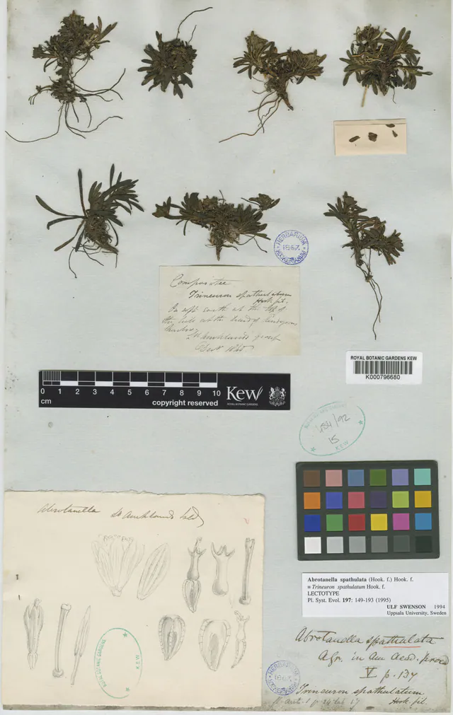 Abrotanella spathulata — photograph