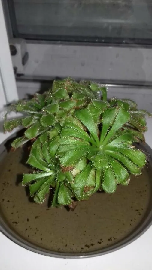 Drosera aliciae — photograph