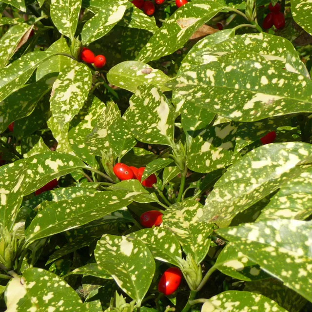 Aucuba japonica — photograph