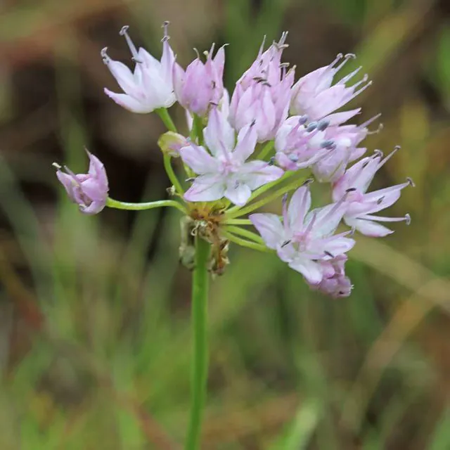 Allium kunthianum — photograph