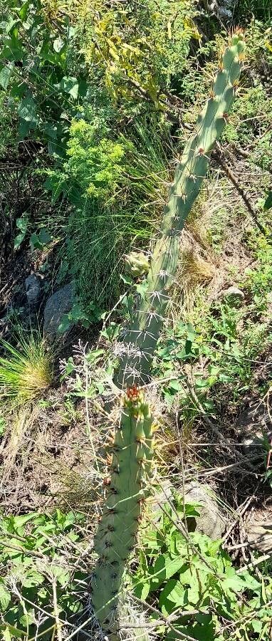 Applecactus