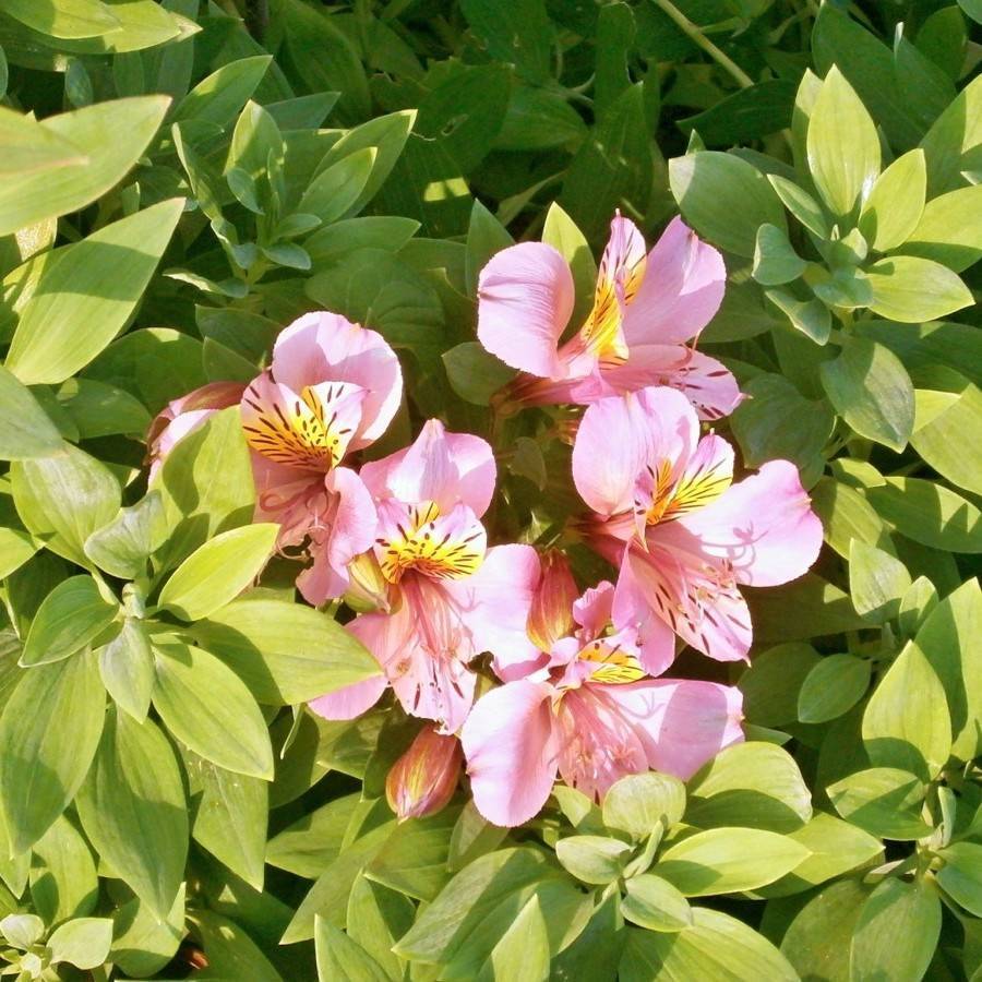 St. martin's-flower