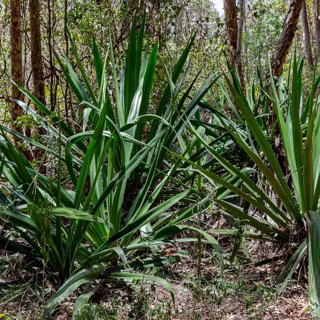 Agave geminiflora — photograph